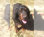 Small #2 Gordon Setter