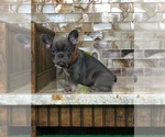 Small #1 French Bulldog