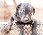 Small #2 Labrador Retriever Mix