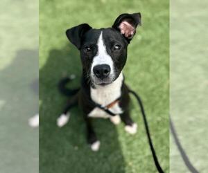 American Pit Bull Terrier-Labrador Retriever Mix Dogs for adoption in Texas City, TX, USA