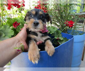 Mutt Dogs for adoption in San Diego, CA, USA