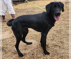 Labrador Retriever-Unknown Mix Dogs for adoption in Wetumpka, AL, USA