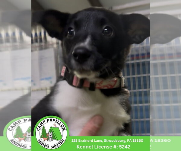Medium Photo #1 Border Collie Puppy For Sale in Stroudsburg, PA, USA