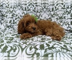 Small #3 Cavapoo (Miniature)