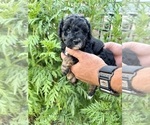 Small Photo #23 Aussiedoodle Miniature  Puppy For Sale in ROCK HILL, SC, USA