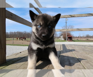 Norwegian Elkhound-Siberian Husky Mix Puppy for sale in GRAND RAPIDS, MI, USA