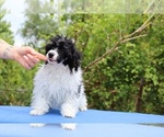 Small #12 Poodle (Toy)