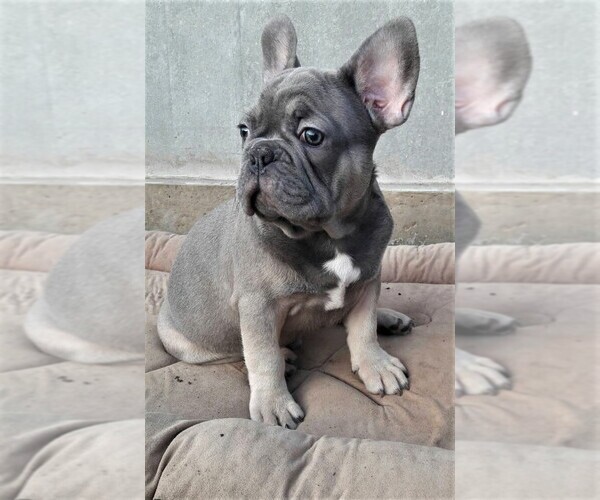 Medium Photo #1 French Bulldog Puppy For Sale in DES PLAINES, IL, USA