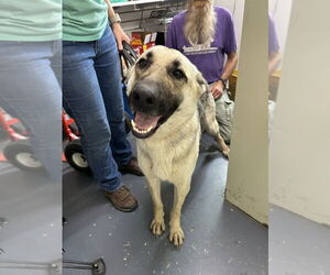 German Shepherd Dog Dogs for adoption in Linton, IN, USA
