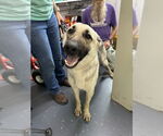 Small German Shepherd Dog