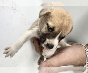 Labrador Retriever-Unknown Mix Dogs for adoption in Houston, TX, USA