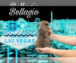 Small Photo #5 French Bulldog Puppy For Sale in AMARILLO, TX, USA