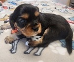 Small Photo #46 Aussalier Puppy For Sale in ATHOL, ID, USA