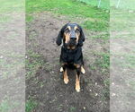 Small #2 Coonhound Mix