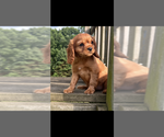 Small #2 Cavalier King Charles Spaniel
