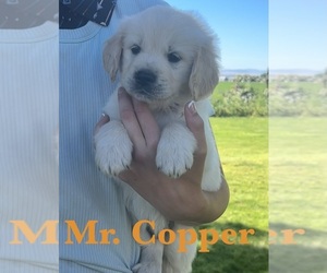 Medium English Cream Golden Retriever