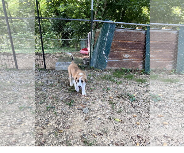 Medium Photo #2 Great Pyrenees-Unknown Mix Puppy For Sale in Tracy City, TN, USA