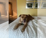 Small #6 American Pit Bull Terrier Mix