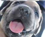 Small Photo #3 Boerboel Puppy For Sale in HOLLYWOOD, FL, USA
