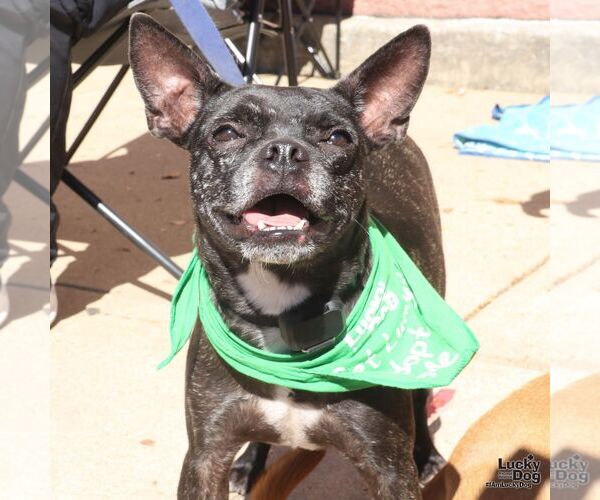 Medium Photo #2 Boston Terrier-Unknown Mix Puppy For Sale in Washington, DC, USA