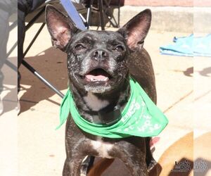 Marco - Male Boston Terrier-Unknown Mix Dog for Adoption - Photo #2