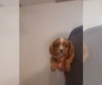 Small Photo #2 Cavalier King Charles Spaniel Puppy For Sale in SPARTA, TN, USA