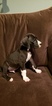 Small Photo #3 Great Dane Puppy For Sale in CHIPPEWA FALLS, WI, USA