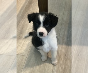 Border Collie Puppy for sale in WATERTOWN, NY, USA
