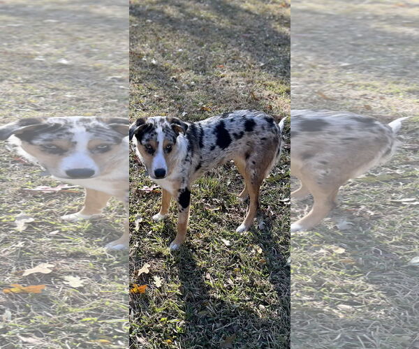 Medium Photo #4 Australian Shepherd-Unknown Mix Puppy For Sale in Fort Worth, TX, USA