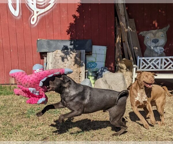 Medium Photo #8 Chinese Shar-Pei-Labrador Retriever Mix Puppy For Sale in Dana Point, CA, USA