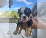 Small Photo #4 Bulldog Puppy For Sale in WATERVILLE, OH, USA