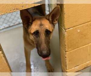 German Shepherd Dog Dogs for adoption in Tulsa, OK, USA