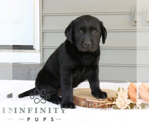 Labrador Retriever Puppy for sale in NARVON, PA, USA