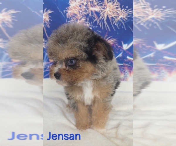 Medium Photo #1 Australian Shepherd-Poodle (Toy) Mix Puppy For Sale in AZLE, TX, USA