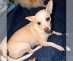 Small #1 Chihuahua Mix