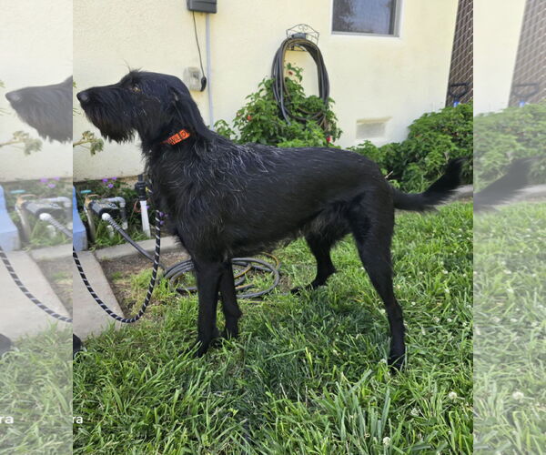 Medium Photo #3 Labradoodle Puppy For Sale in Clovis, CA, USA