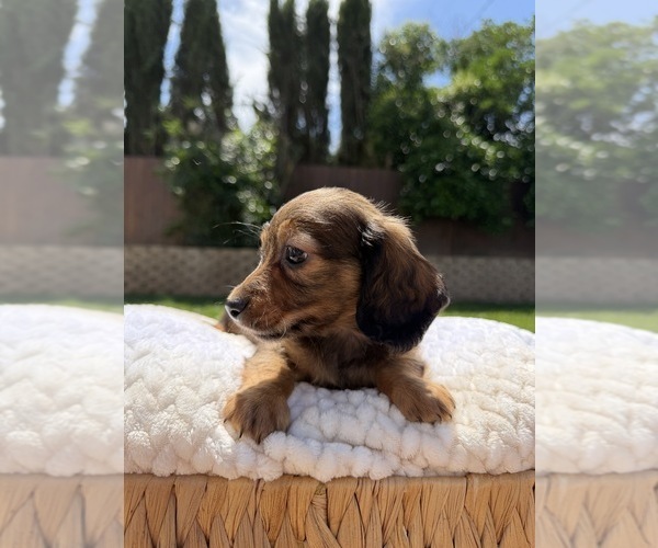 Medium Photo #8 Dachshund Puppy For Sale in NORTH HIGHLANDS, CA, USA