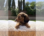 Small #7 Dachshund