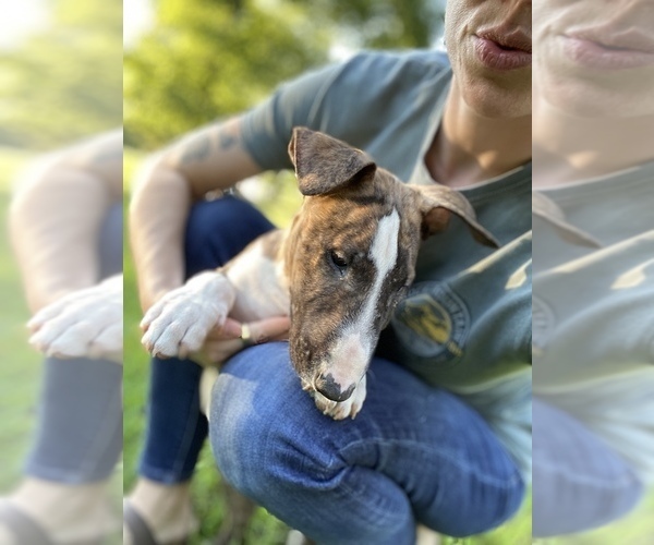 Medium Photo #2 Bull Terrier Puppy For Sale in METROPOLIS, IL, USA
