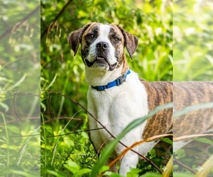 Mutt Dogs for adoption in Rustburg, VA, USA