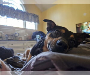 CHICO - Male Miniature Pinscher-Unknown Mix Dog for Adoption - Photo #3