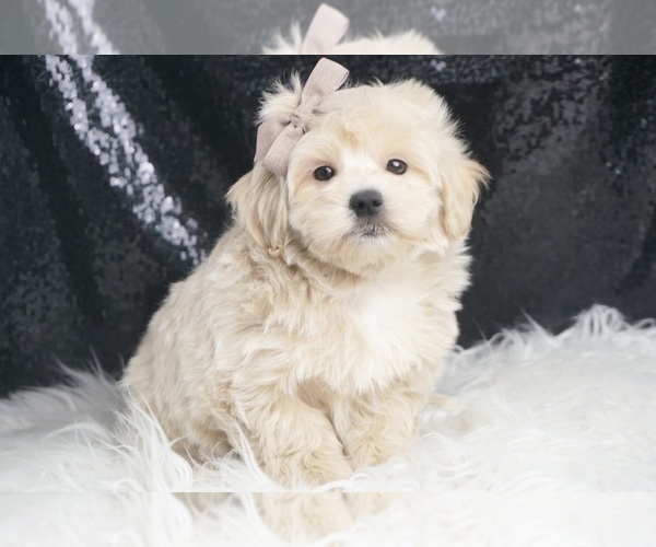 Medium Photo #11 Maltipoo Puppy For Sale in WARSAW, IN, USA