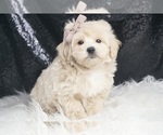 Small #3 Maltipoo