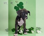 Small Photo #1 Boxer Puppy For Sale in NILES, MI, USA