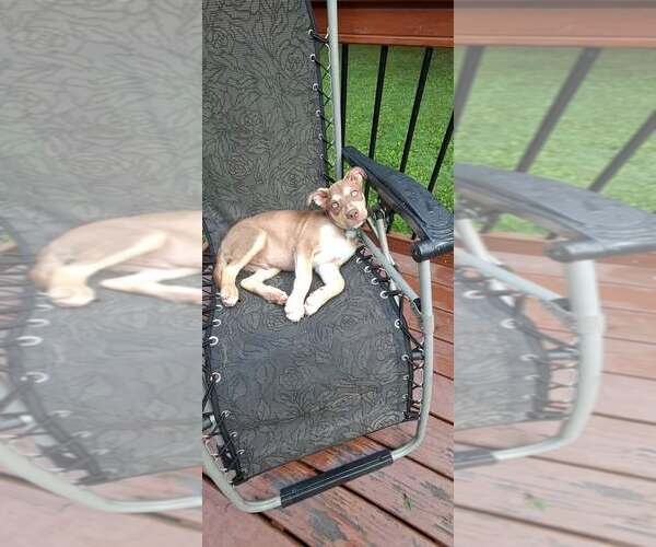 Medium Photo #1 Siberian Husky-Unknown Mix Puppy For Sale in pomfret, CT, USA