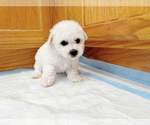 Small #2 Bichon Frise