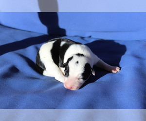 Border Collie Puppy for sale in CENTERVILLE, WA, USA