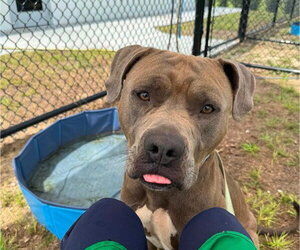 DONATELLO - Male American Pit Bull Terrier-Unknown Mix Dog for Adoption - Photo #2