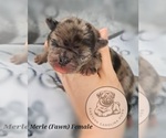 Puppy Merle Female Pug
