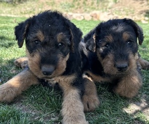 Airedale Terrier Litter for sale in LAKEVIEW, OR, USA